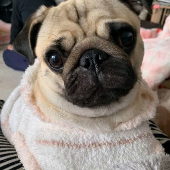 お風呂上がりのパグ