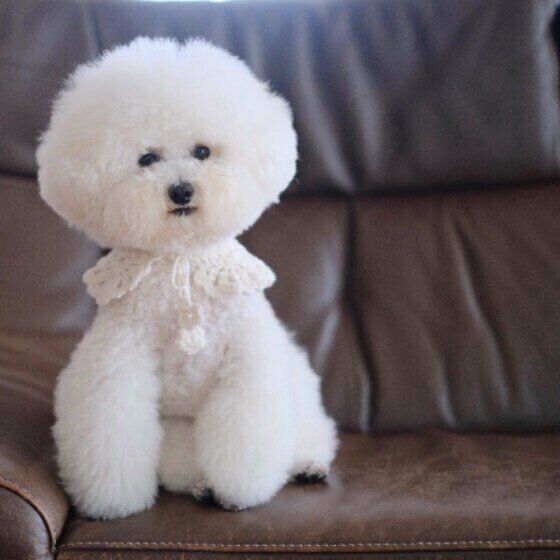 トイ・プードルのにこちゃん