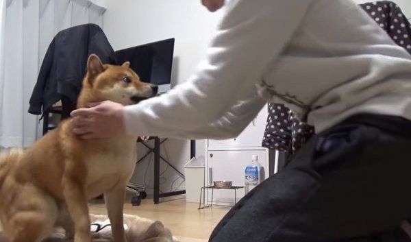 じゃんけんをする柴犬