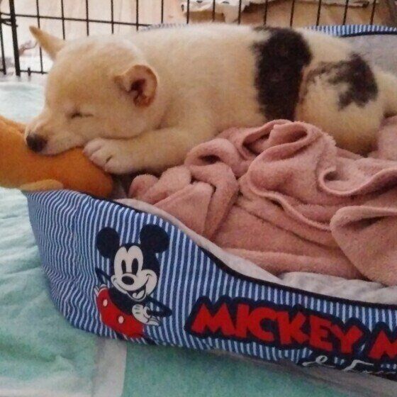 おもちゃで遊ぶ柴犬