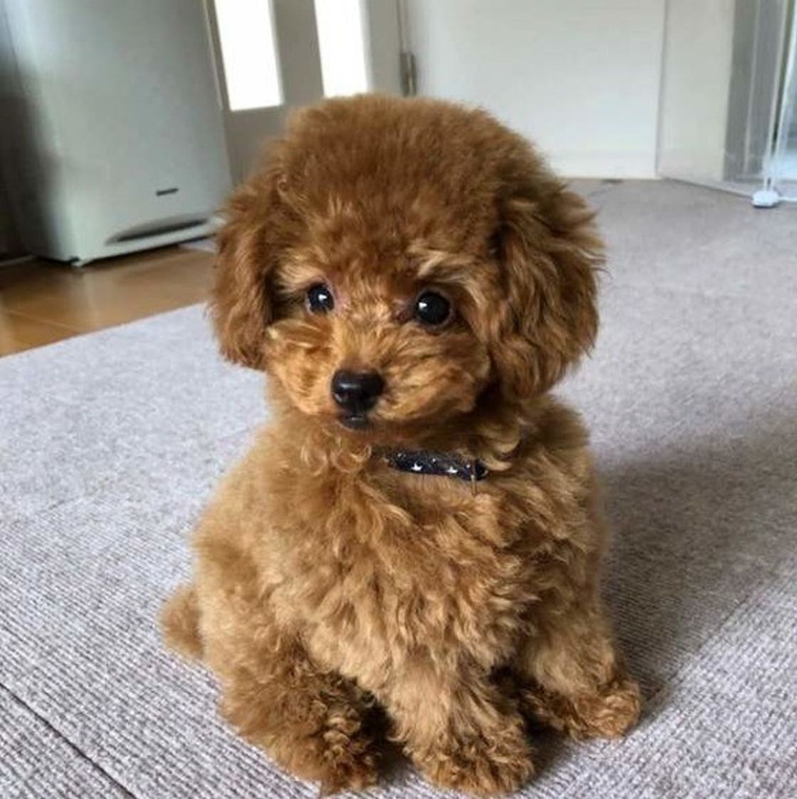 専門家が解説 タバコを吸う飼い主さん必読 犬が受動喫煙するリスク 知ってる いぬのきもちweb Magazine 専門家が解説 タバコを吸う飼い主さん必読 犬が受動喫煙するリスク 知ってる いぬのきもちweb Magazine