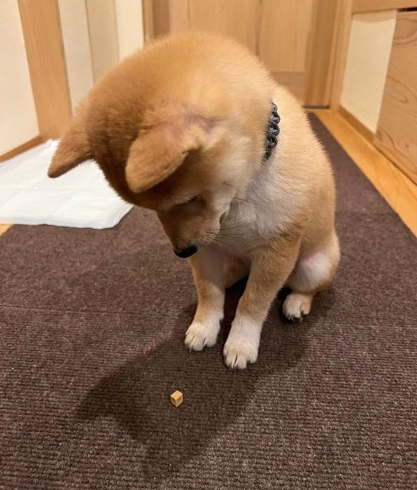 チーズを前に「マテ」をするチロくん