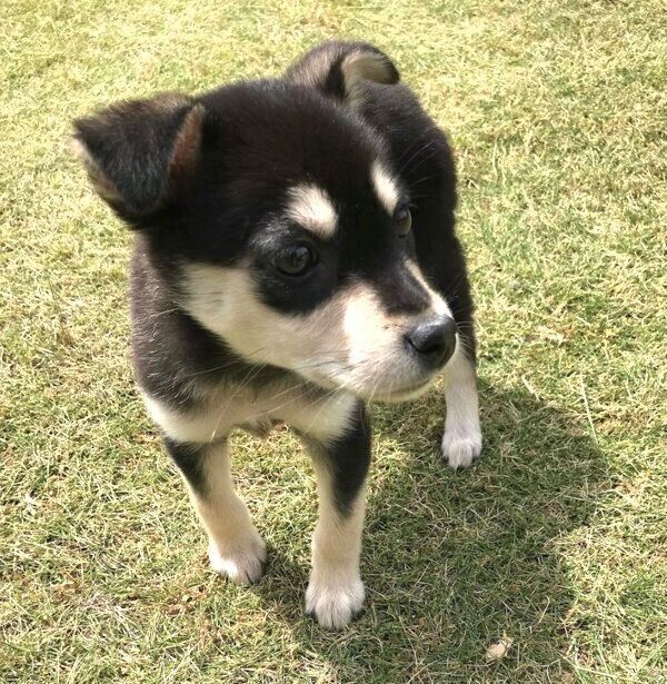 初めて庭に出たまろちゃん