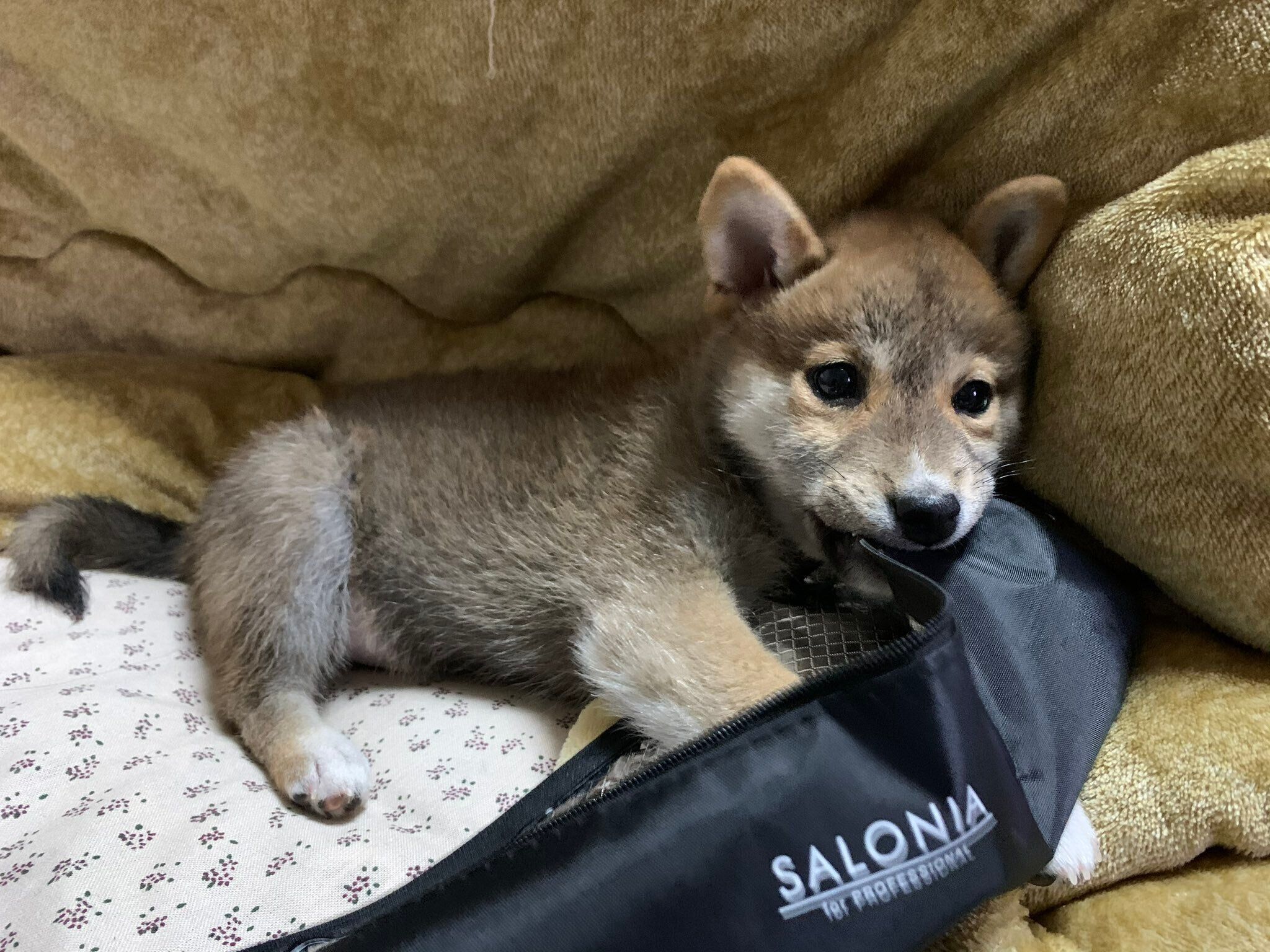 生後3カ月のいそべくん