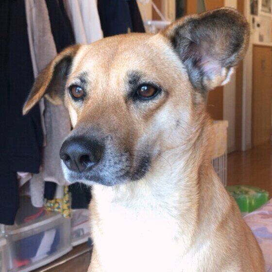 雑種のぷぷちゃん