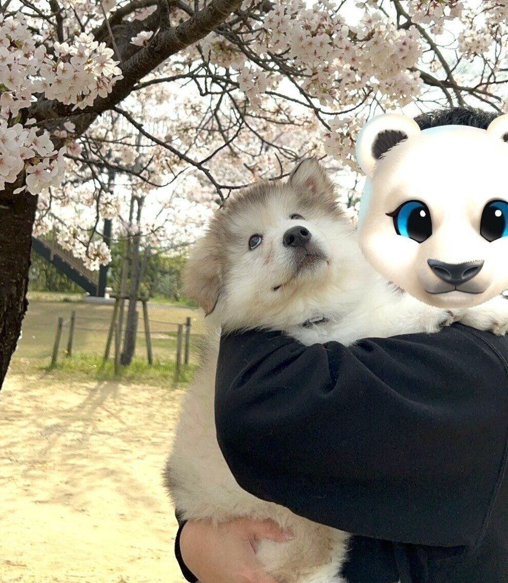 桜を見つめるフブキくん