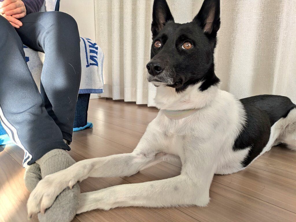 飼い主さんの足を両前足で“サンド”する麦ちゃん