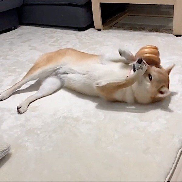 おもちゃで遊ぶ柴犬