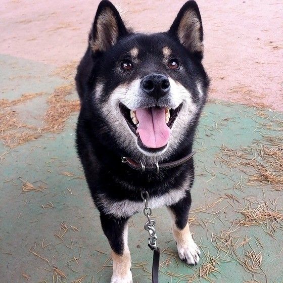 お散歩中の柴犬