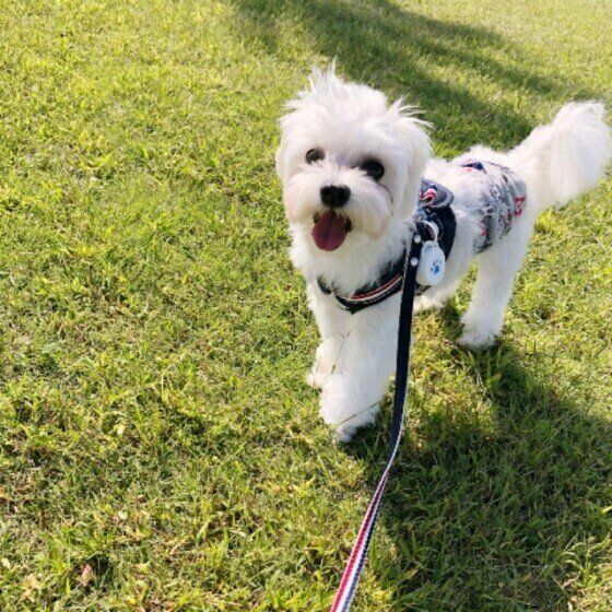 観葉植物の誤食に気をつけて！犬に危険な観葉植物