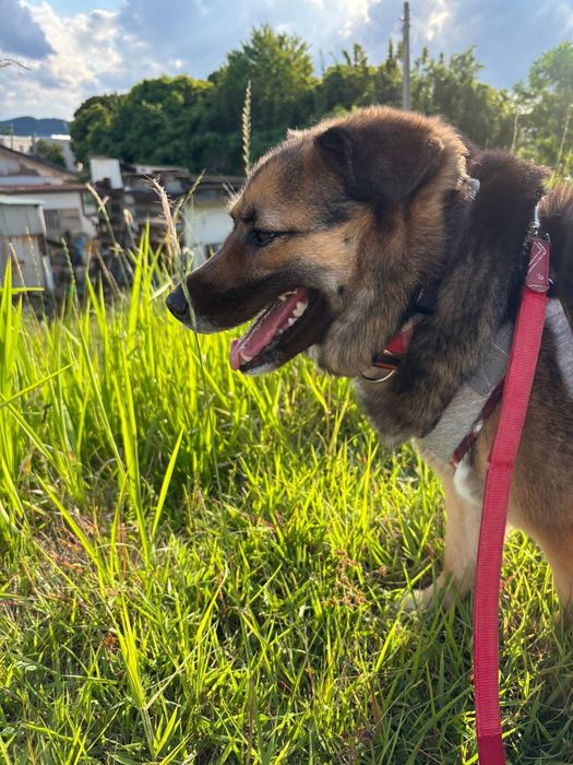 お散歩を楽しむ犬の横顔