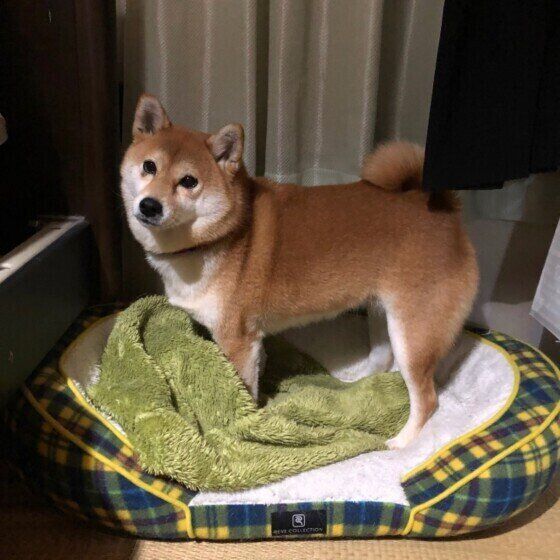 寝床をホリホリ掘る柴犬