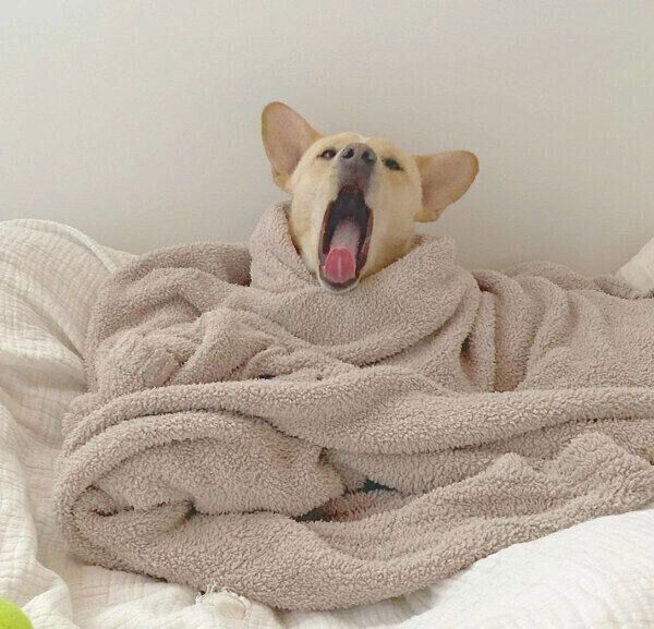 あくびをする杢くん