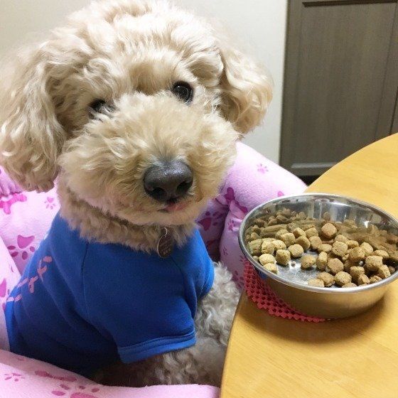 青い服をきたトイ・プードル