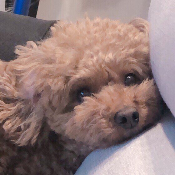 クッキーくん（トイ・プードル）