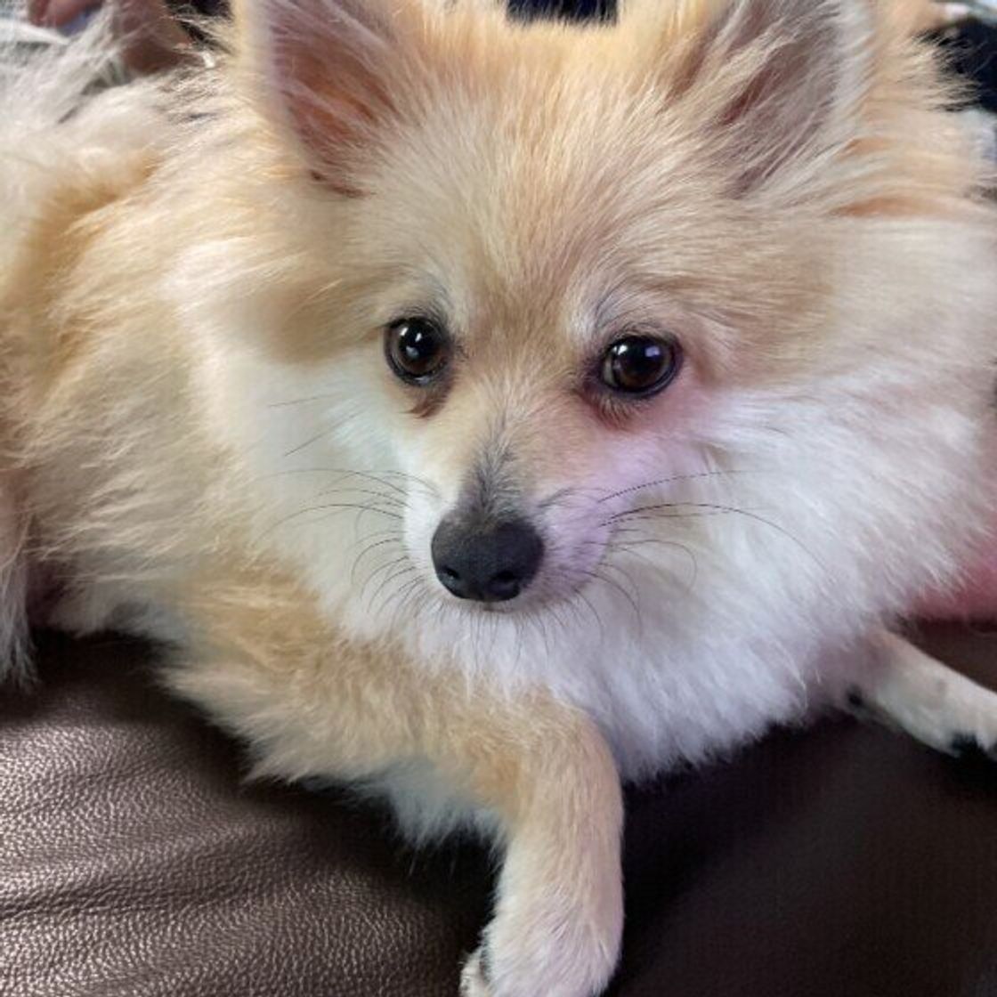 甘えているわけじゃない 犬の イヤです をあらわす意外なしぐさ いぬのきもちweb Magazine 甘えているわけじゃない 犬の イヤです をあらわす意外なしぐさ いぬのきもちweb Magazine