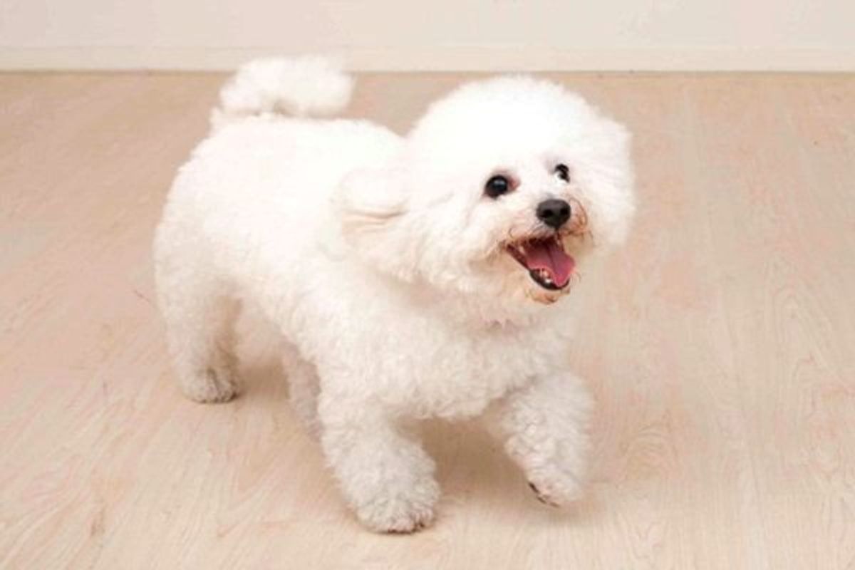 真っ白なふわもこスタイルがキュート 明るいお姫様犬 ビション フリーゼ いぬのきもちweb Magazine 真っ白なふわもこスタイルがキュート 明るいお姫様犬 ビション フリーゼ いぬのきもちweb Magazine