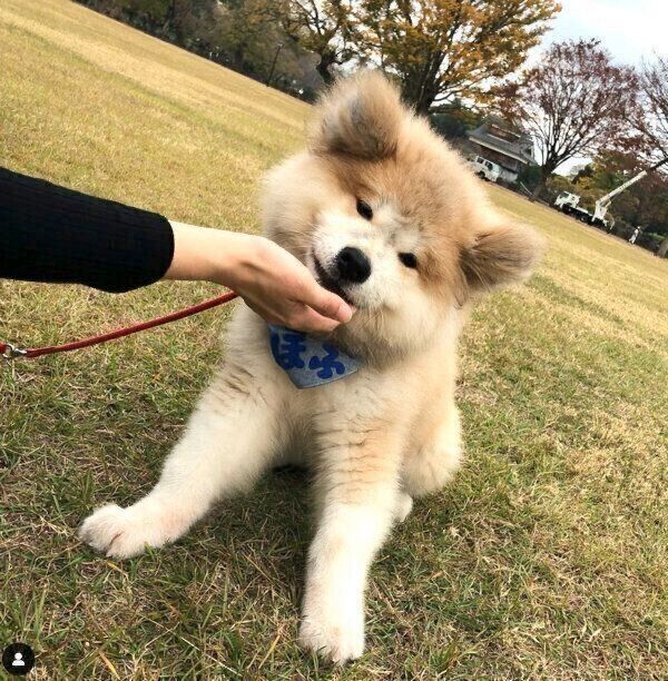 お散歩するボブくん