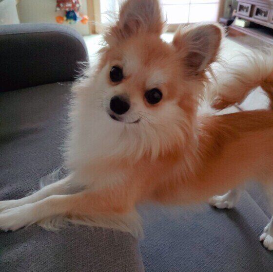興奮気味のプリンくん（チワワ）