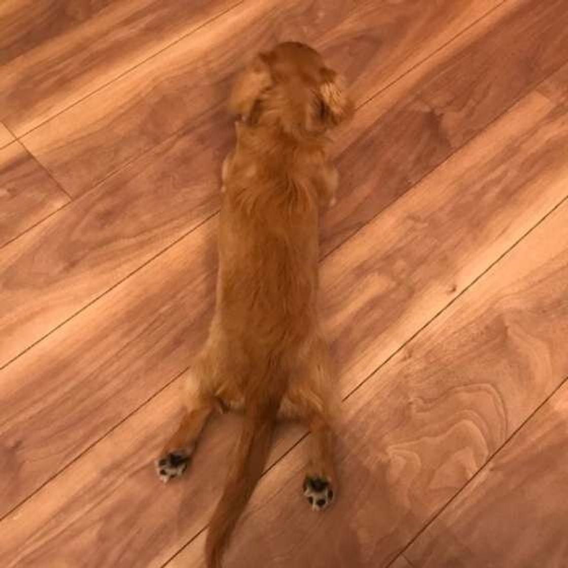 いろんなポーズで床にぺたーん 夏の風物詩 ペタンコ犬 集めました いぬのきもちweb Magazine いろんなポーズで床にぺたーん 夏の風物詩 ペタンコ犬 集めました いぬのきもちweb Magazine