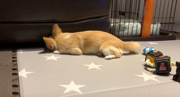 チワワ　みるく