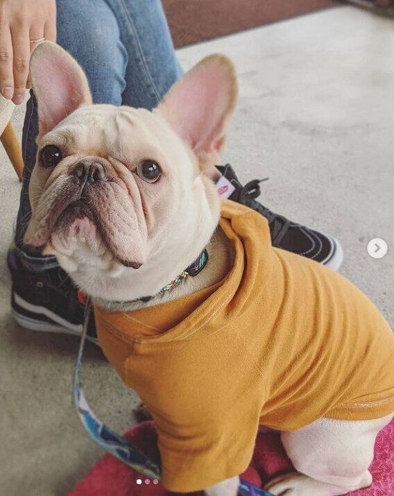 フレンチ・ブルドッグのとら吉ちゃん