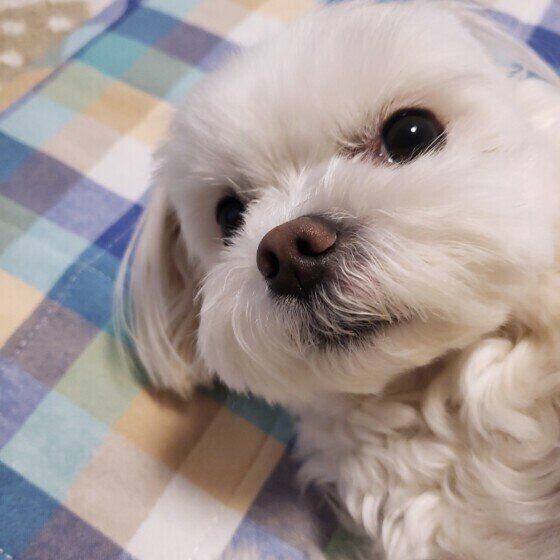 犬が目で何かを伝えている？ 犬の視線を使ったコミュニケーションとは いぬのきもち