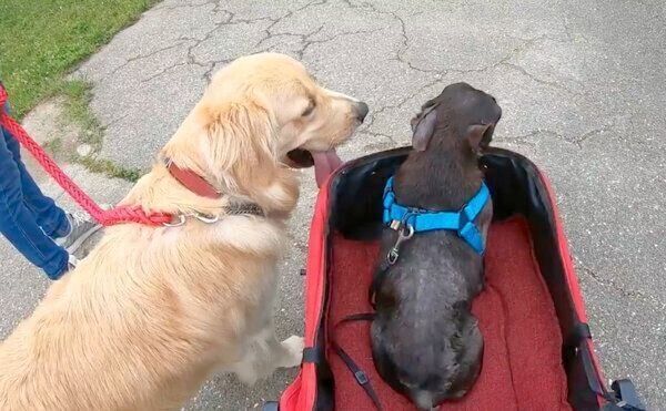 お散歩するハルくんとさくらさん