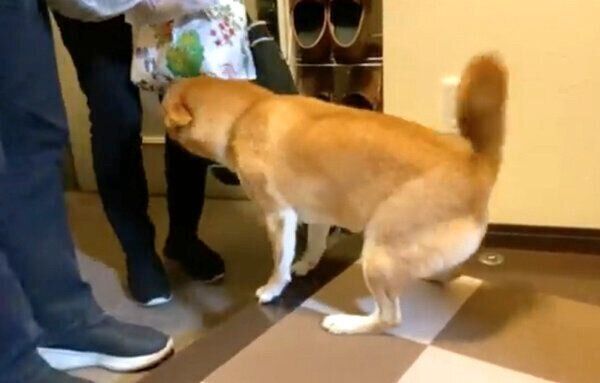 お父さんとお母さんの帰宅を喜ぶゆきちゃん