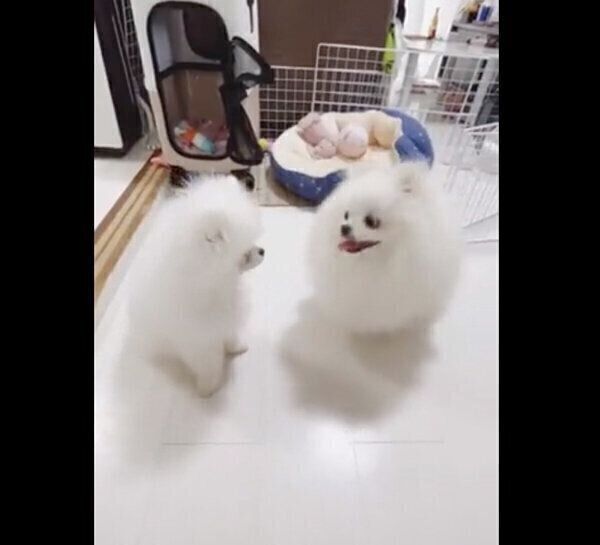 オスワリの練習をするあんにんくんと、できるアピールをするおこめくん