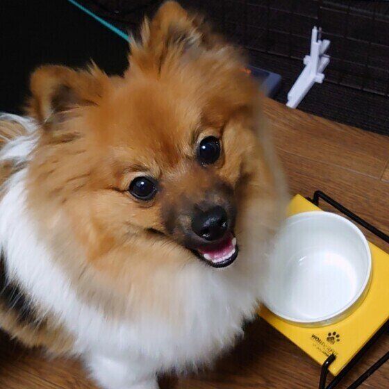 ポメラニアンのむぎちゃん