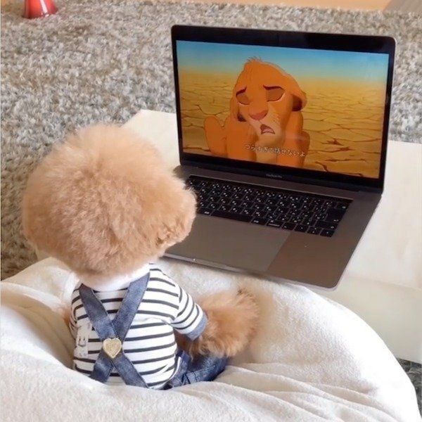 映画鑑賞をするパンナちゃん