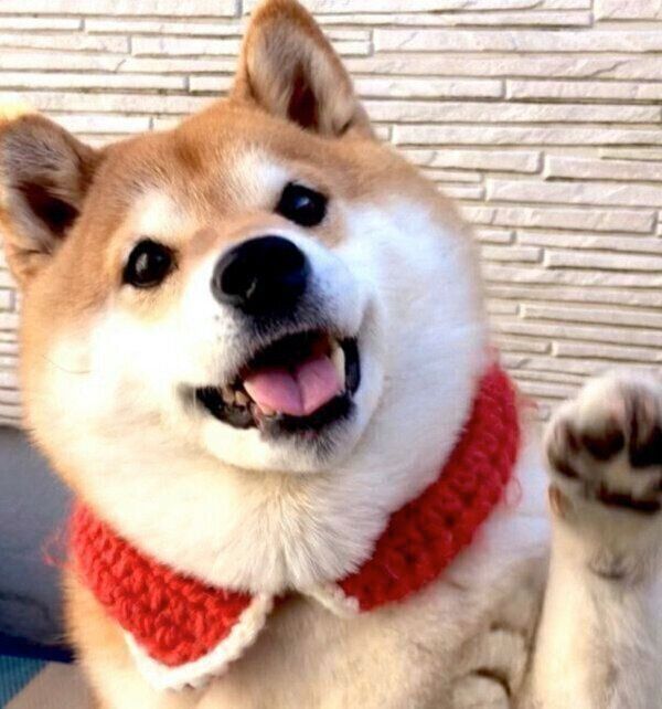 笑顔のハナちゃん