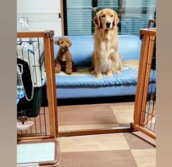 ごはんを食べるゴールデン・レトリーバーとトイ・プードル