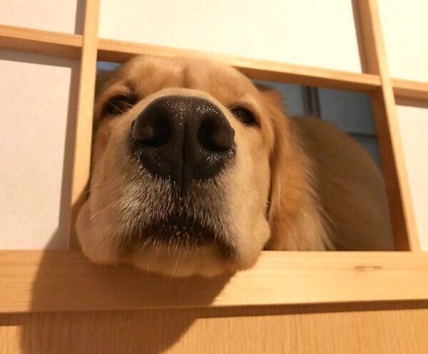 隙間から顔を出す小夏ちゃん