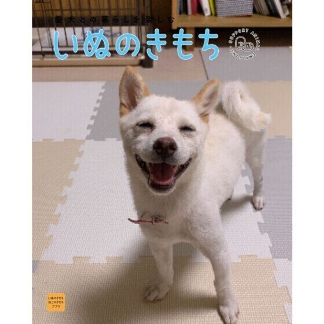 白柴 は珍しい毛色だった 柴の特徴や歴史をご紹介 いぬのきもちweb Magazine 白柴 は珍しい毛色だった 柴の特徴や歴史をご紹介 いぬのきもちweb Magazine