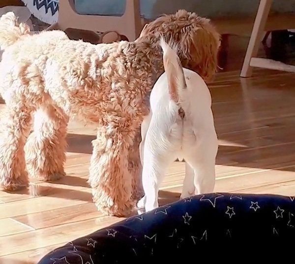 ロンくんとネロくん