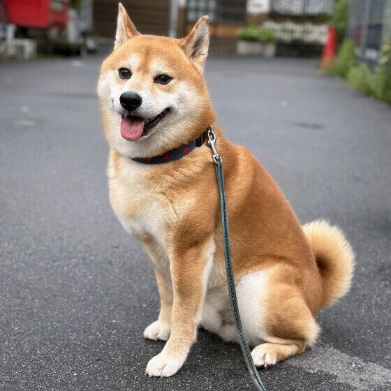 柴のれおくん♪