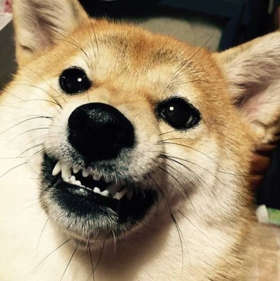 可愛いムキ顔