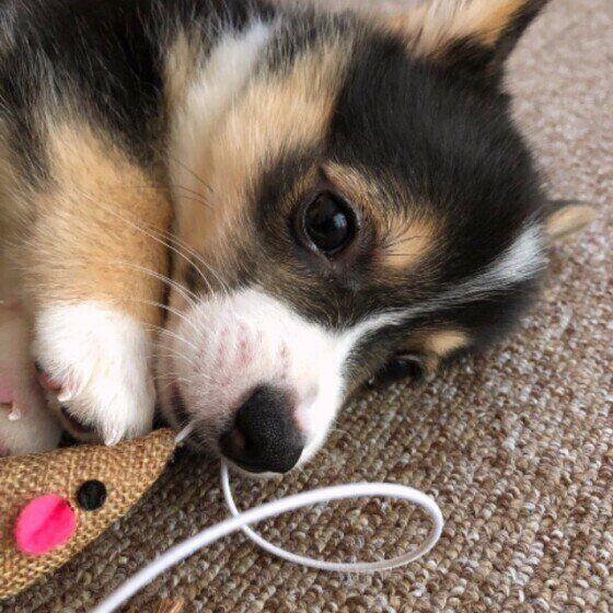 ウェルシュ・コーギー・ペンブロークのまりんちゃん