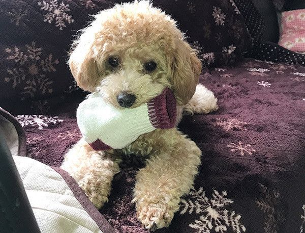 見つめるトイ・プードル