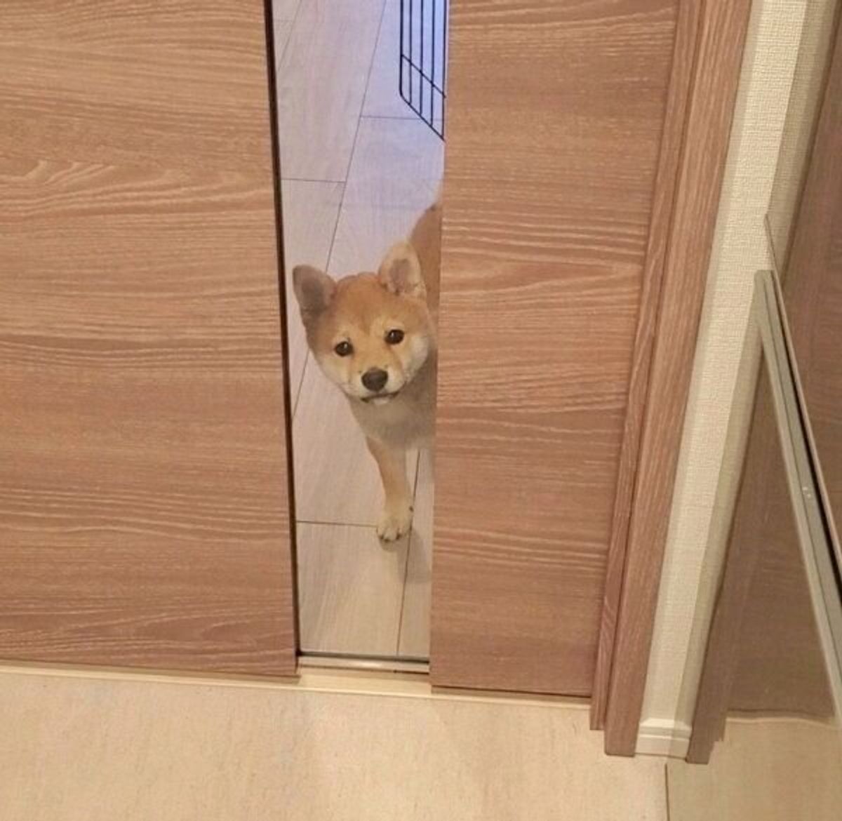 キッチンにいるとなにやら視線が 豆柴の子犬が ぼくのごはん と見せた行動は いぬのきもちweb Magazine キッチンにいるとなにやら視線が 豆柴の子犬が ぼくのごはん と見せた行動は いぬのきもちweb Magazine