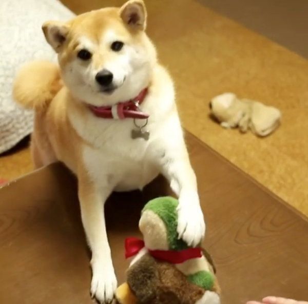 芸を習得する柴犬