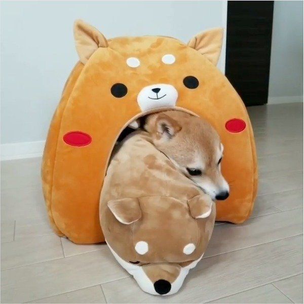 人形に道を阻まれる豆柴