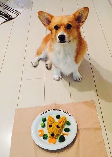 ウェルシュ・コーギー・ペンブローク