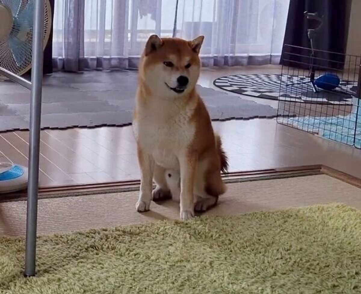 喧嘩して気まずそうに距離をとる兄犬と妹犬 お兄ちゃんが見せた行動 にグッとくる いぬのきもちweb Magazine 喧嘩して気まずそうに距離をとる兄犬と妹犬 お兄ちゃんが見せた行動 にグッとくる いぬのきもちweb Magazine