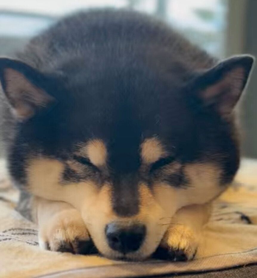 眠たそうな吾子ちゃん