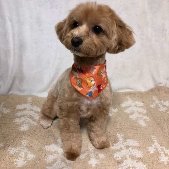 見上げるトイ・プードル