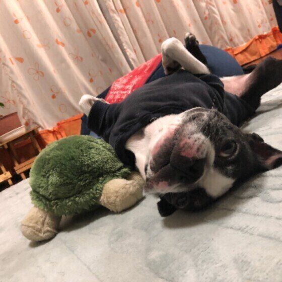 ボストン・テリアのグッチちゃん