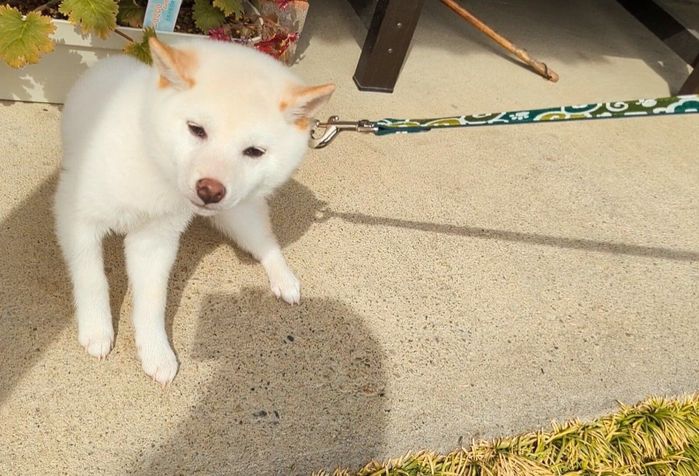 子犬時代の散歩中の様子
